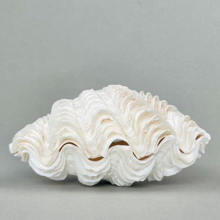 Pair of Tridacna giant clam shells with ribbed white texture and symmetrical form, displayed on a neutral background for coastal or nautical-inspired interiors.