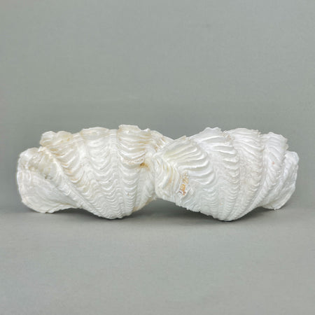 Natural white Tridacna clam shells styled in a vignette, highlighting their role in coastal, boho, or nautical home displays.Rustic tabletop arrangement of vintage Tridacna clam shells curated as marine natural history accents with textural appeal.